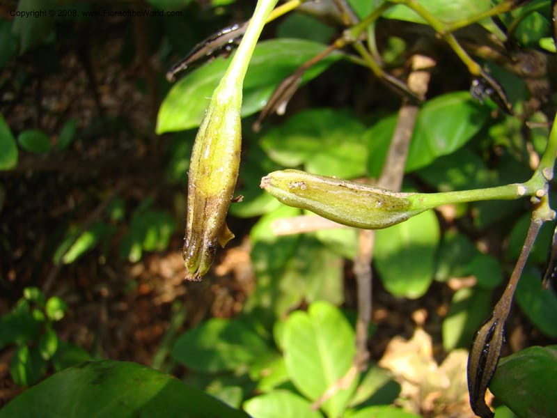 Pisonia umbellifera--Australia. Royal Botanic Garden, Melbourne. 19-20 Mch 08. 064.jpg