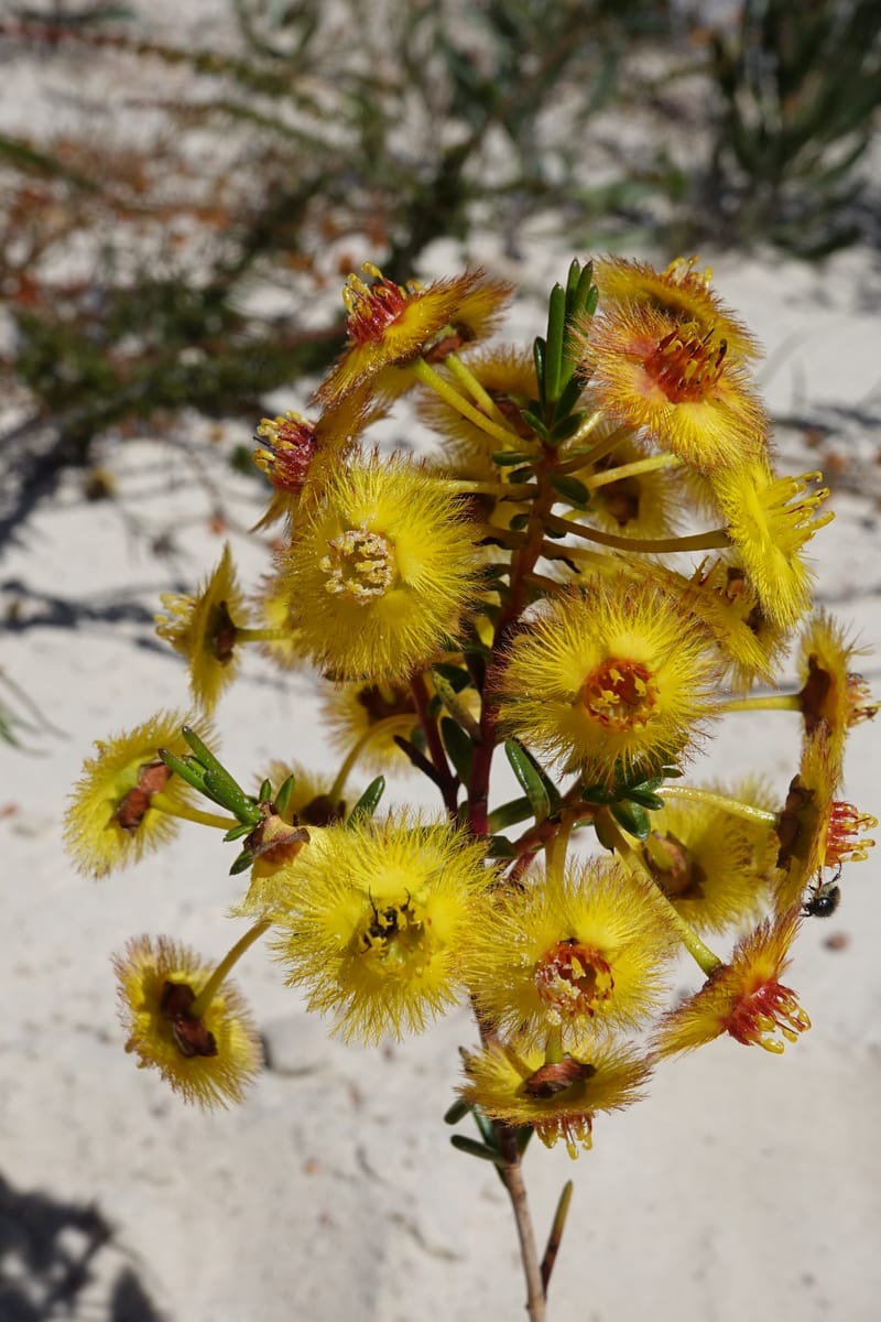 Verticordia nobilis, Davidson, C 13427--Australia. W.A. Green Head-Coorow Rd. Stop 2. 24 Oct 2016. DSC04873 (125).JPG