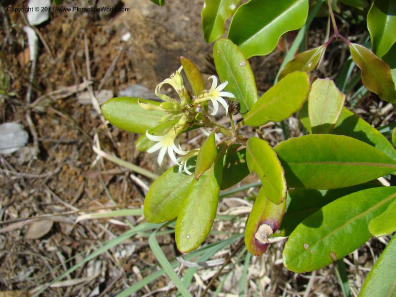 Scaevola montana, Munzinger, J 4676--New Caledonia, Province du Sud, Dumbea barrage,  11 Nov 2007 330 (10).jpg