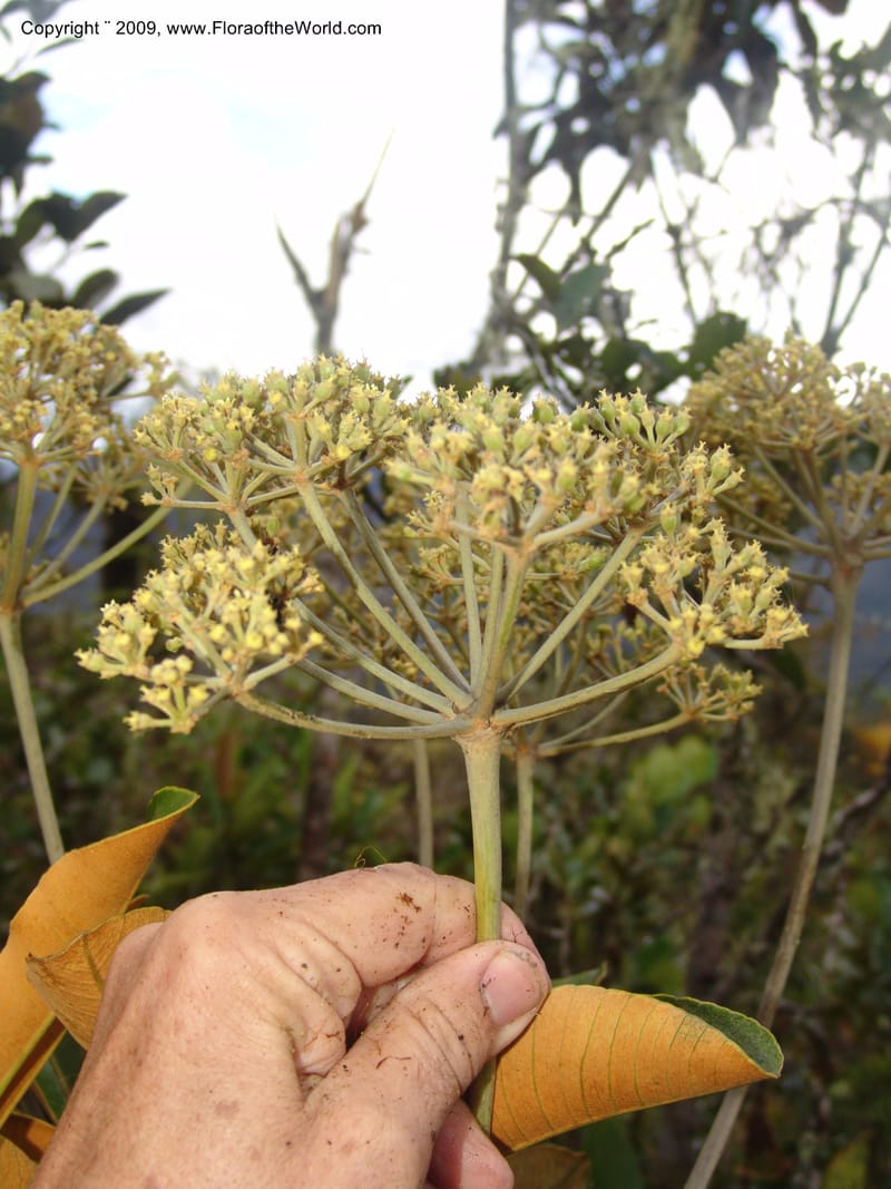 Schefflera harmsii, DNeill15949--Ecuador. Zam. Ch. Sanstone tepui, Cd del Condor. 23 Sep 07. 133.jpg