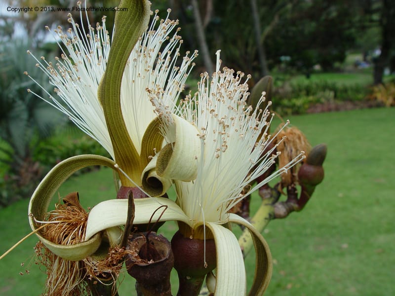 Pseudobombax ellipticum--Durban Botanic Garden. 28 Sept 03. 132 (2).jpg