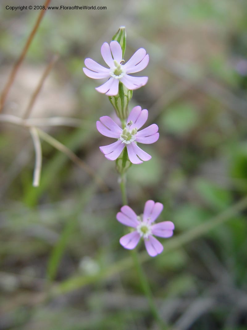 Silene colorata--Spain. Andalucia. E of Orgiva. Barranco de los Lobos. 14 Apr 04. 148.jpg