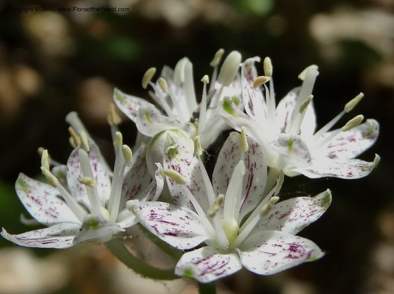 Clintonia umbellulata, Davidson, C 12988--North Carolina. Clay Co. Perry Gap Rd, Barnard's Cr. 13 May 2015. DSC04860 (254).JPG