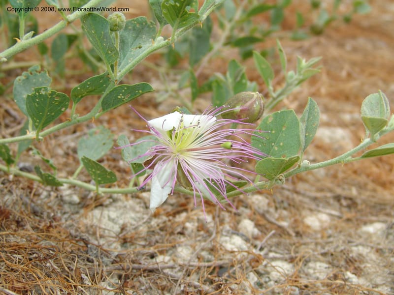 Capparis sicula ssp sicula--Crete. Btwn Almerida and Kalives. 26 May 05. 007.jpg