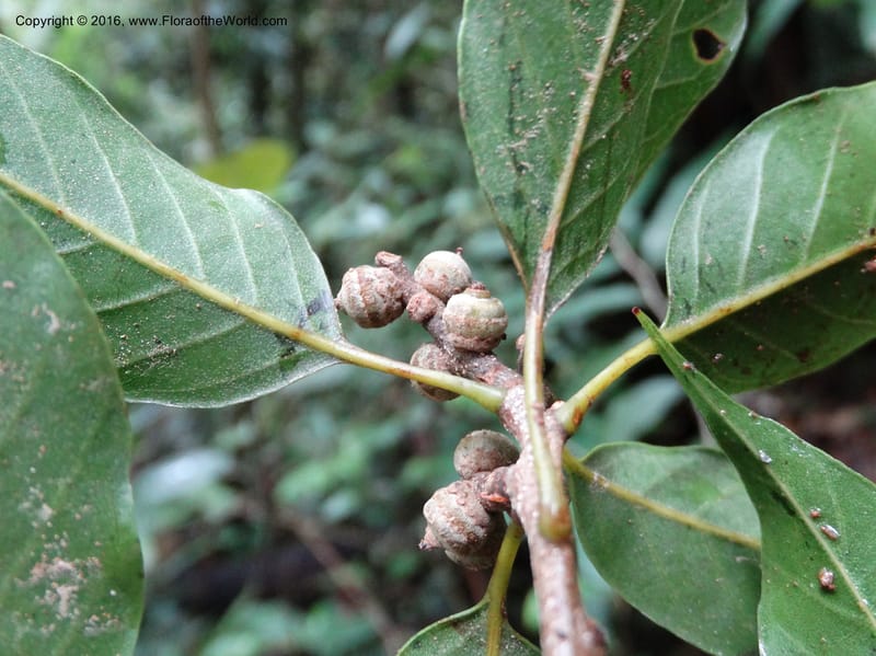 Quercus, Davidson, C 12742--Sabah. Mt. Kinabalu. Bundu Tuhan Trail. 11 Oct 2014. DSC04153 (171).JPG