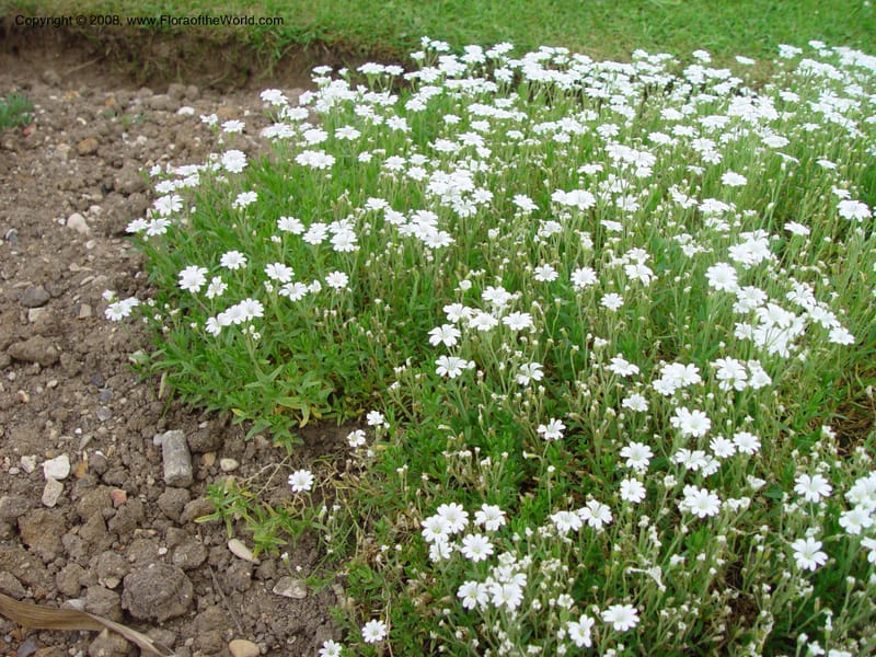 Cerastium arvense ssp. arvense--France. Paris. Jardin des Plantes. 30 May 03. 031.jpg