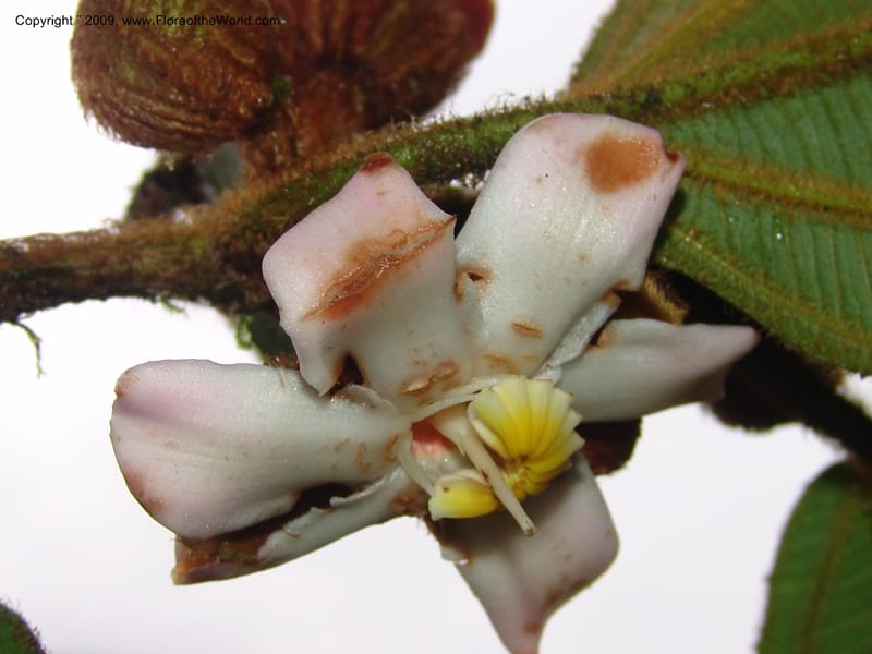 Blakea, TCroat98619--Ecuador. Prov. Zamora Ch. Rio Nangaritza ca Las Orquideas. 15 Sep 07. 392.jpg