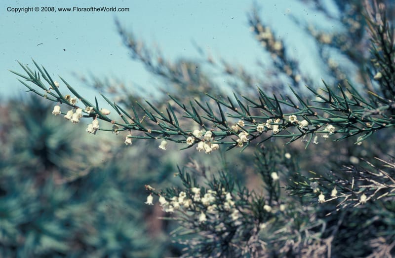 Colletia infausta--CA. Huntington Bot. Garden. May 76. 001.jpg