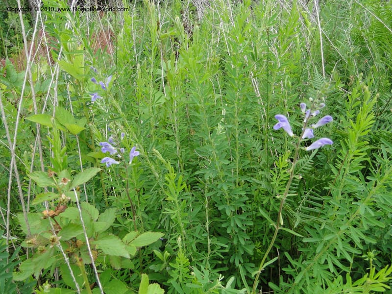 Scutellaria integrifolia, Mori, S. 27426, USA, No. Carolina, Jones Co, Catfish L Rd 10.5 miles from jct with Hwy 58, E of Maysville, 23 May 2010.JPG