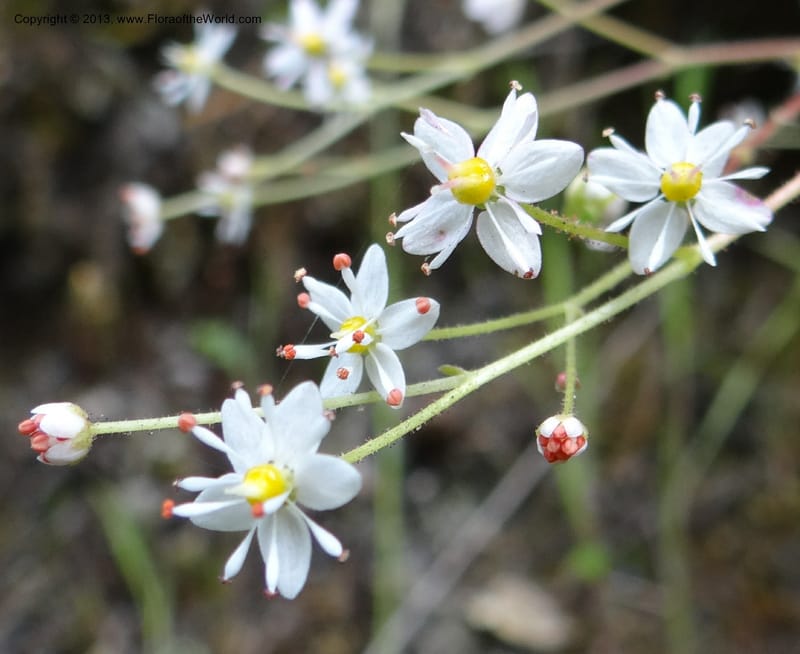 Saxifraga mertensiana, Davidson, C 12120--Calif. Trinity Co. Hwy 299. 15 Apr 2013. DSC03030 (8).JPG