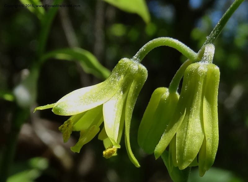 Clintonia borealis, Davidson, C 13070--North Carolina. Trans. Co. Devils Courthhouse. 21 May 2015. DSC07059 (15).JPG