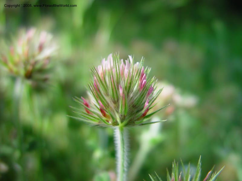 Trifolium stellatum--Italy. Abruzzo. Ris. Torino di Sangro. 5 May 03. 119.jpg