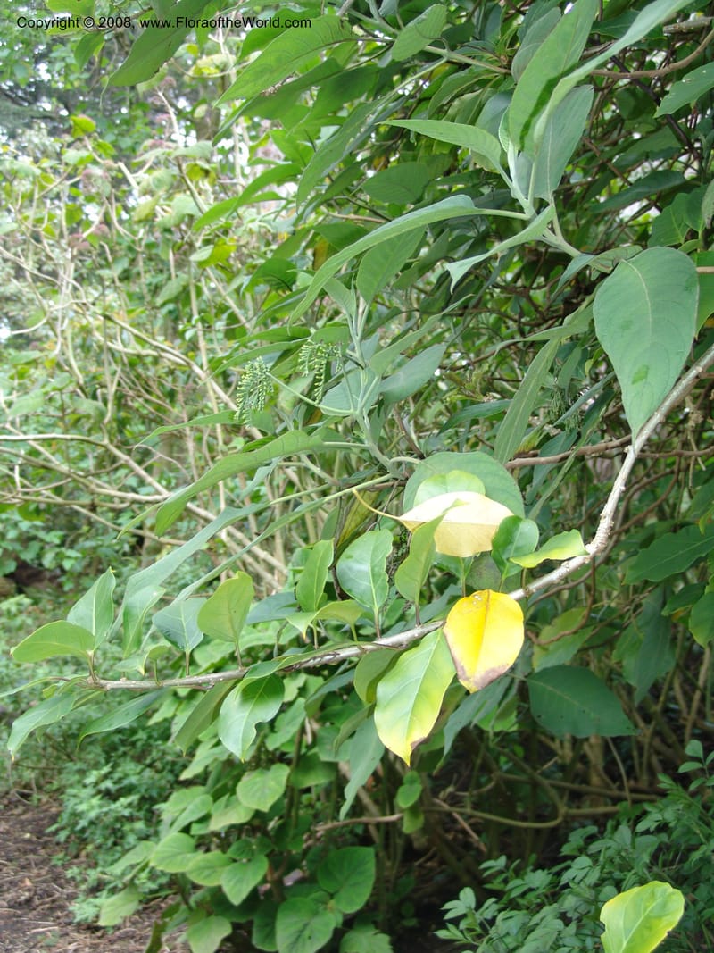 Tournefortia acutiflora--CA. San Francisco Botanical Garden (Strybing Arb.). 30 Mch 06. 156.jpg