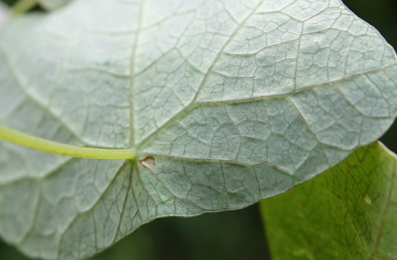 Tropaeolum emarginatum, Gomez-Dominguez, H 3772--Mexico. Chiapas. La Selva Negra. Rincon Chamula. 22 Mar 2017.  (122).JPG