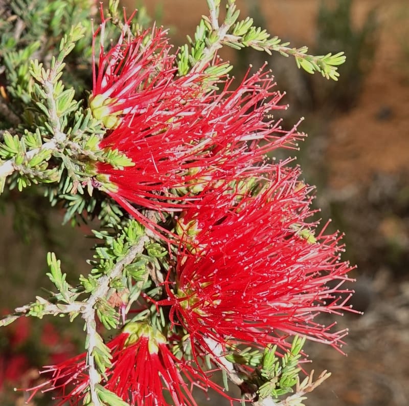 Beaufortia cyrtodonta, Davidson, C 13522--Australia. W.A. Red Gum Pass Rd., odom 31. 30 Oct 2016. DSC07055 (29).JPG