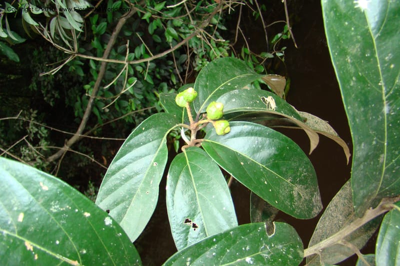 Nectandra, Vasquez 34819--Peru. Loreto. Dist. Nauta. Qbda Nawapa, Rio Tigre. 11 Nov 08. 357 (13).jpg