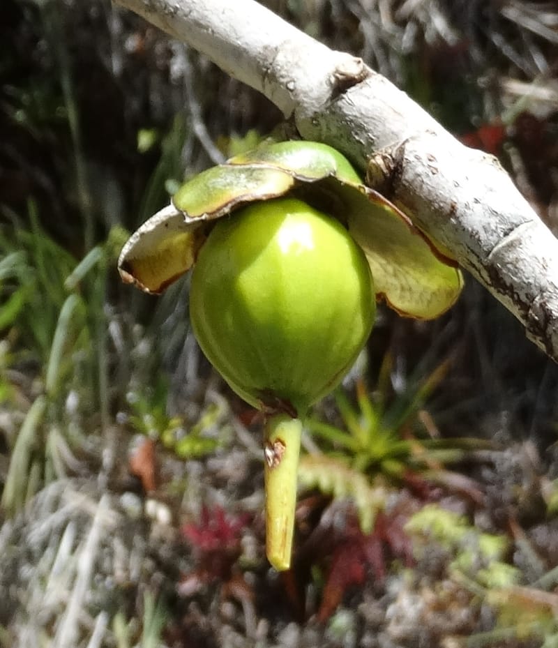 Strasburgeria robusta, Lowry, P 7371--New Caledonia. Mont Dzumac. 12 Nov 2015. DSC01563 (220).JPG