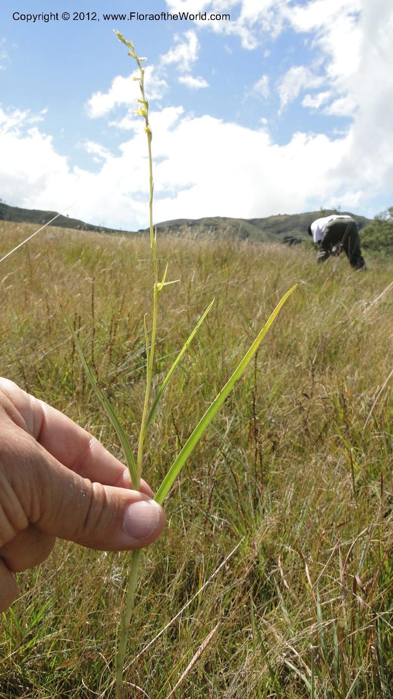 Habenaria simplex, N. Manjato 173--Madagascar. E of Ambositra toward Antoetra. 2 May 2010 151 (26).jpg