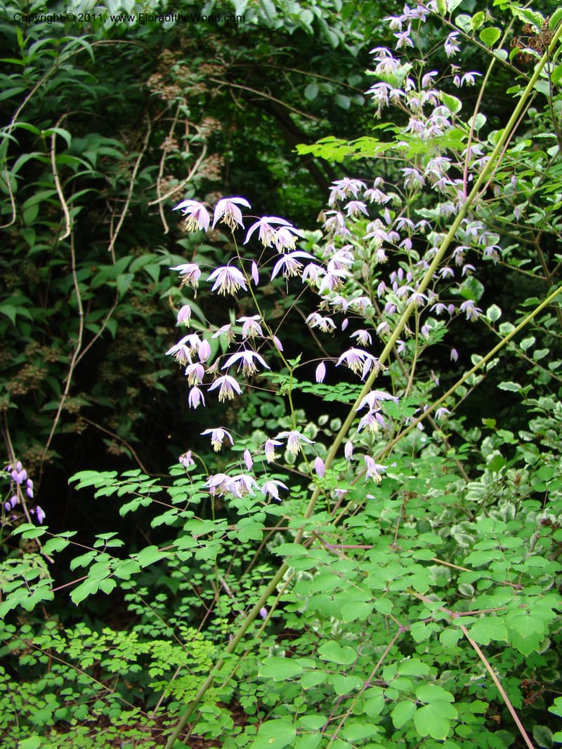 Thalictrum delavayi ssp acuminatum--Canada. BC. Univ. BC Bot. Garden. 27 Jul 08. 088.jpg