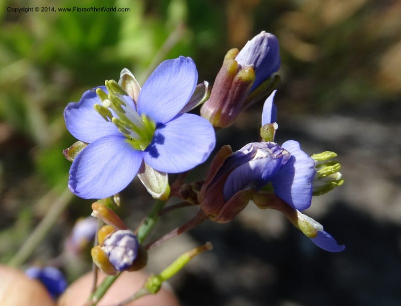 Heliophila, Davidson, C 12320--South Africa. Western Cape. E. side, Fernkloof. 24 Jan 2014. DSC01799 (164).JPG