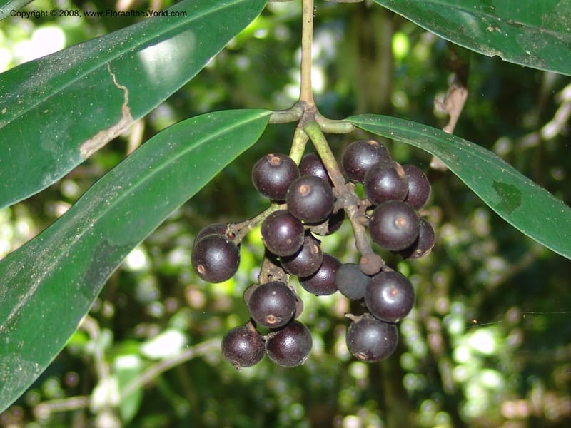 Calyptranthes lanceolata, AAraujoM1550--Bolivia. Pq. Nac. Madidi. Chalalan. Sendero Wichi. 25 Nov 04. 057.jpg