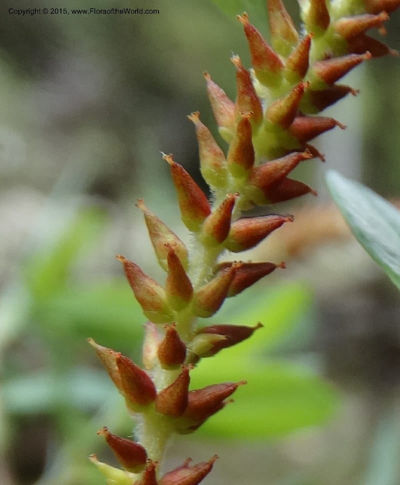 Salix, Boufford, D 43733--China. Sichuan. XinZhaZi Gou. 14 May 2014. DSC06426 (130).JPG