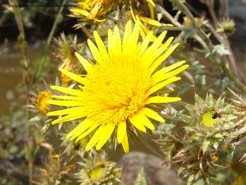 Berkheya--So.Africa. KZN. Midl. Meand. Granny Mouse. 13 Mch 05. 074.jpg