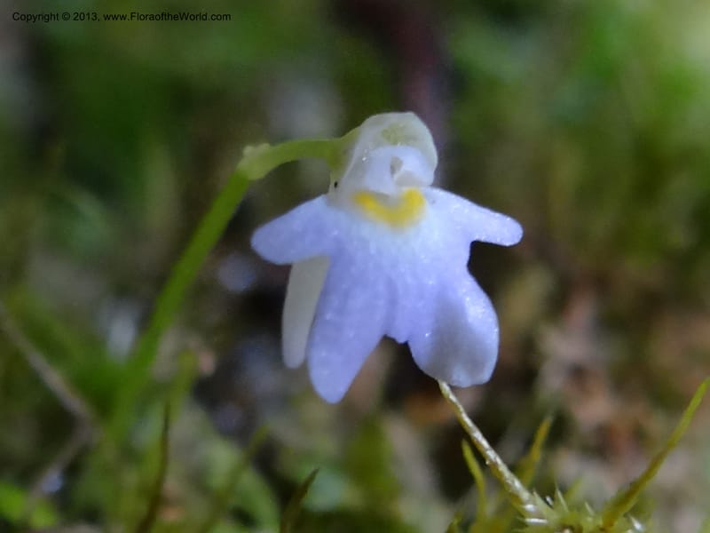 Utricularia, VC 5533--Thailand. Chiang Mai Prov. Doi Pha Hom Pok Nat. Park. 10 Nov 2012. DSC08349 (154).JPG