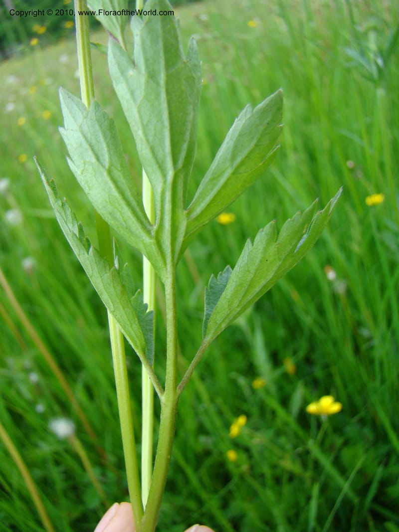 Ranunculus, C. Davidson 11201--Slovenia, Notranjska Region, Meadow near Planina and Unica River, 16 May 2008. 049 (8).jpg