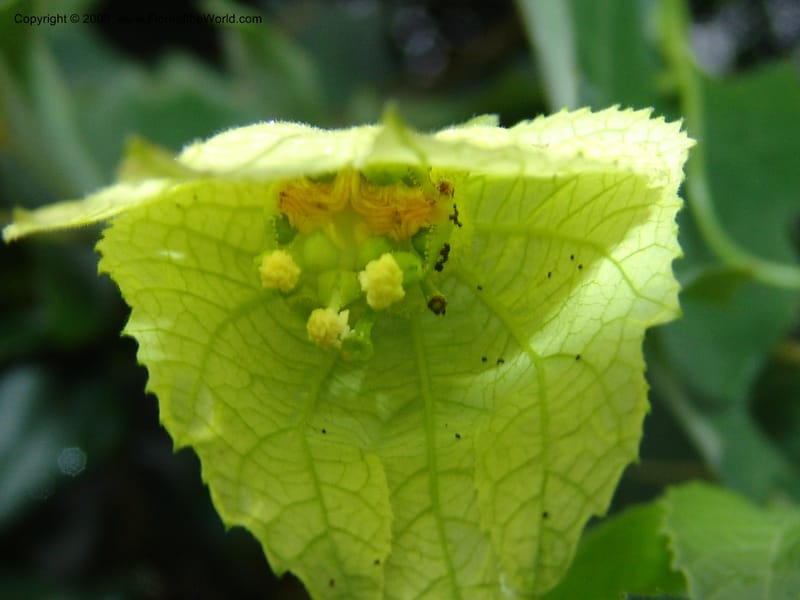 Dalechampia capensis--So.Africa. E. Cape. Umtiza Nature Res.. 7 Mch 05. 003.jpg