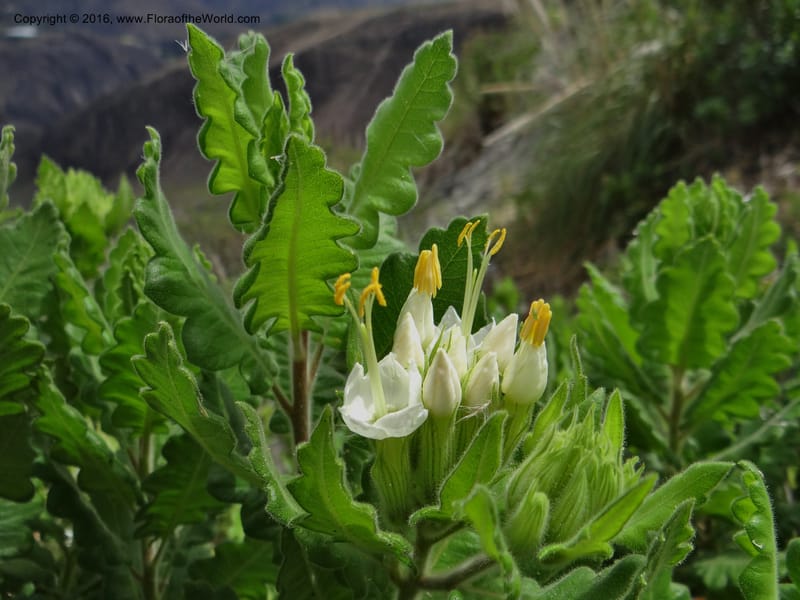 Cantua quercifolia, Ulloa, C 2234--Ecuador. Azuay. Susudel-Loja. 27 Sep 2012. DSC04644 (31).JPG