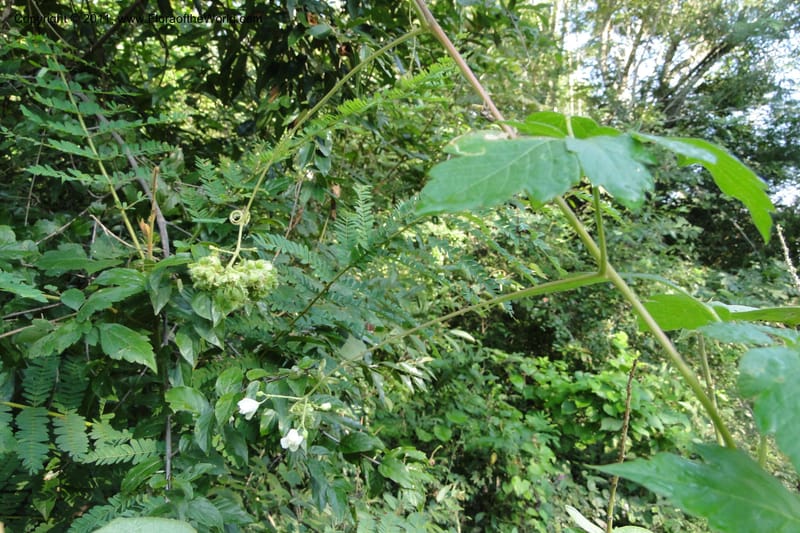Urvillea, W. D. Stevens 31269--Paraguay. Edo. Concepcion. Esta. Garay Cue. 20 Mar 2011. 008 (16).jpg