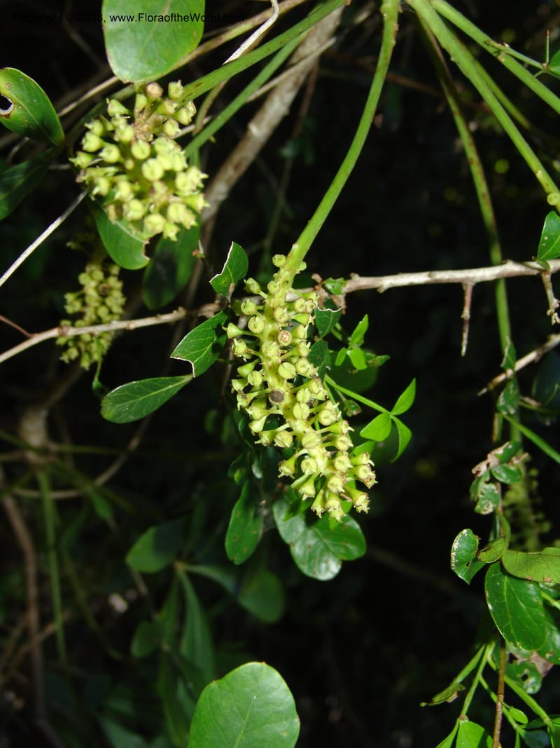 Cussonia thyrsiflora--So.Africa. E. Cape. Maitland Nat.Res. 5 Mch 05. 075.jpg