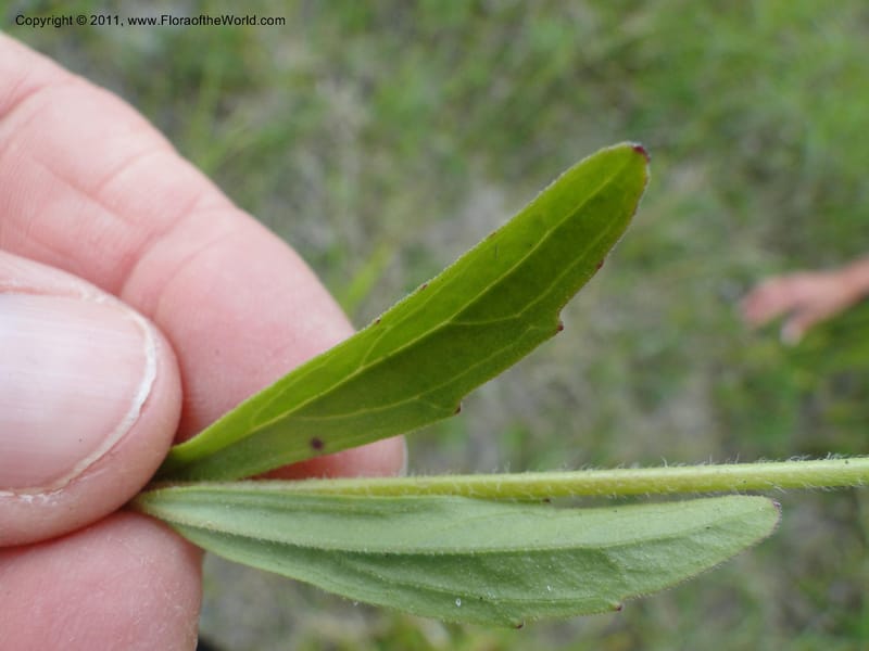 Buchnera americana, Mori, S 27419, USA, North Carolina, Jones Co, Catfish L Rd 10.5 miles from jct with Hwy 58, E of Maysville, 23 May 2010 (8).JPG