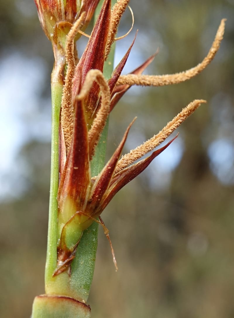 Anarthria scabra, Davidson, C 13484--Australia. W.A. Gull Rock Rd. 29 Oct 2016. DSC06220 (44).JPG