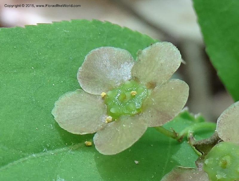 Euonymus obovatus, Davidson, C 12987--North Carolina. Clay Co. Perry Gap Rd, Barnard's Cr. 13 May 2015. DSC04860 (217).JPG