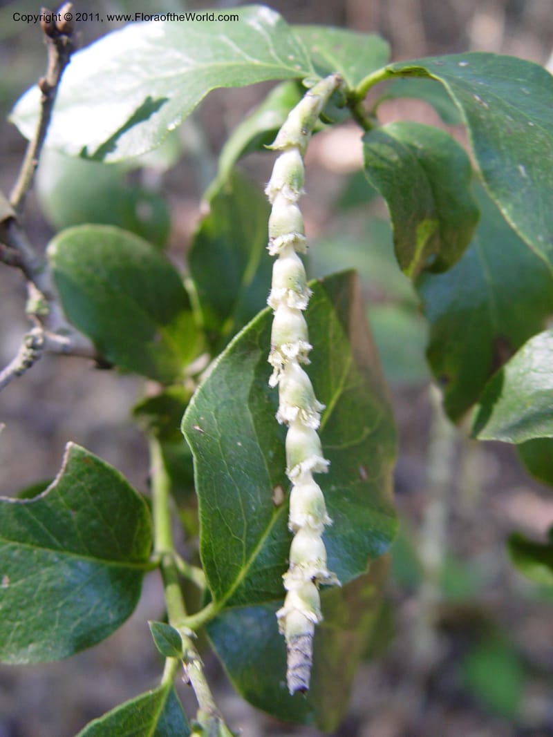 Garrya elliptica--CA. Alameda Co. Huckleberry Bot. Reg. Pres. 11 Feb 04. 019.jpg