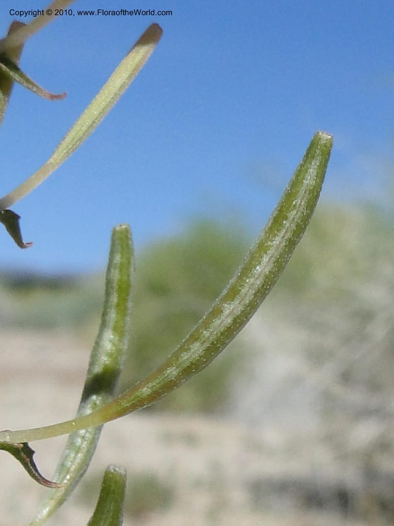 Camissonia claviformis ssp. aurantiaca, C. Davidson 11649--California. Riverside Co. 1 April 2010. 024 (9).jpg