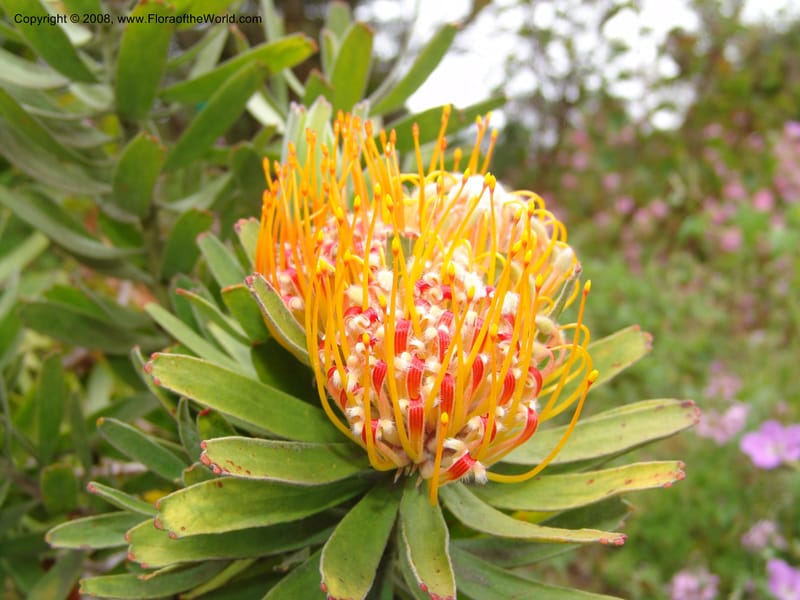 Leucospermum erubescens, 1993.0296--CA. San Francisco Arbor. 3 Jul 07. 169.jpg