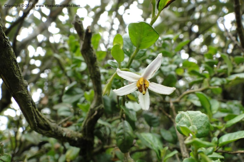 Solanum, Ulloa 1967--Ecuador. Pichincha. Old rd to Papallacta. 31 May 2011. 091 (13).jpg