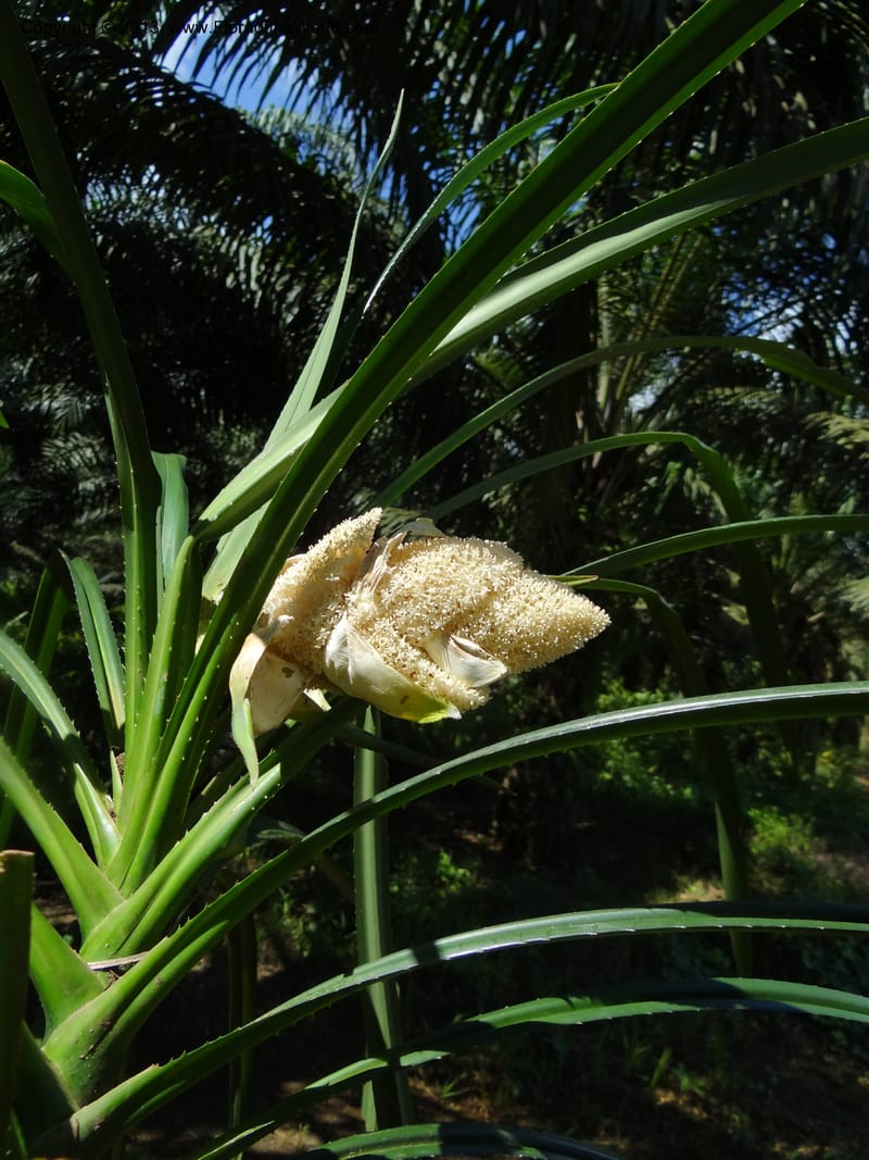 Pandanus fusinus, Buerki, S 334--Malaysia. Sabah. Tahan Niaga Plantation. 8 Apr 2012. DSC07609 (95).JPG