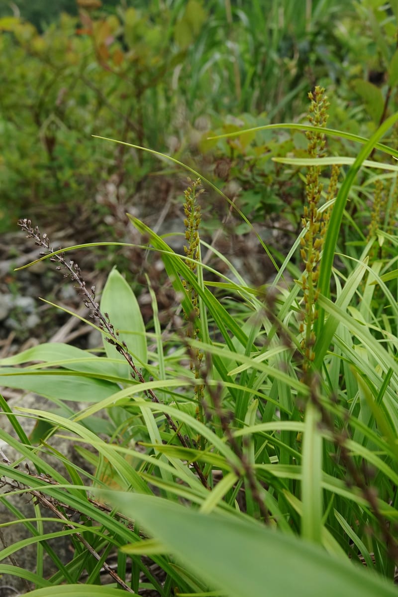 Japanolirion osense--Japan. Hokkaido. Teshio Exptl. For. 3 Aug 2016. DSC00757 (25).JPG