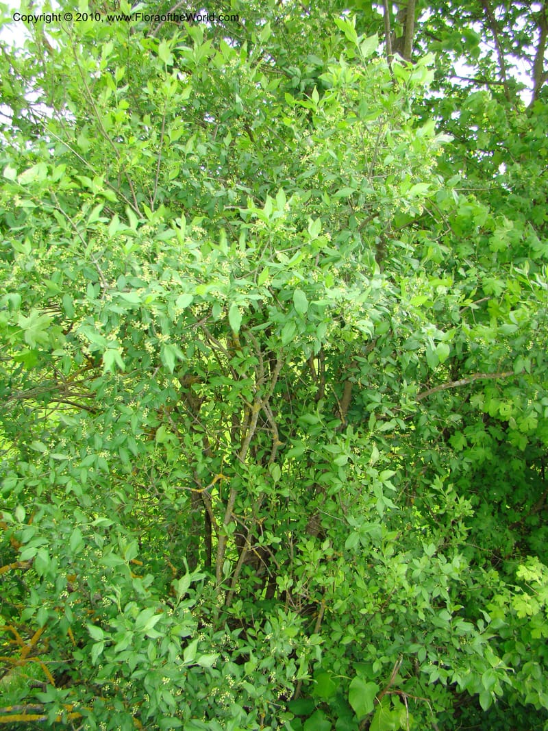 Euonymus europaeus, C. Davidson 11171--Slovenia, Notranjska Region, Meadow near Planina and Unica River, 16 May 2008. 067 (6).jpg