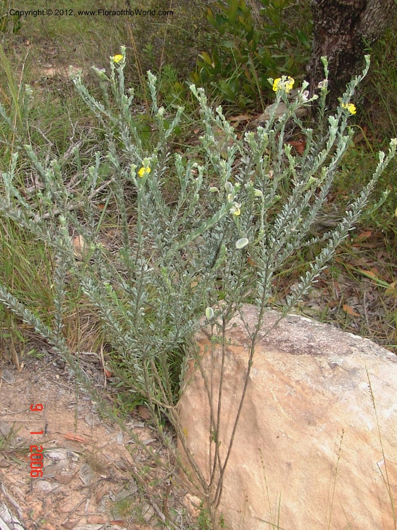 Crotalaria sp. unk., Not  collected-Madagascar. 9 Jan 2006  066 (14).jpg