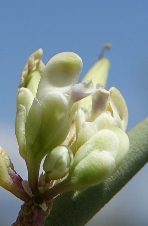 Bredemeyera colletioides, Fortunato 13068--Argentina. Hwy 60, rocky river channel. 3 Feb 2018. DSC08172 (72).JPG