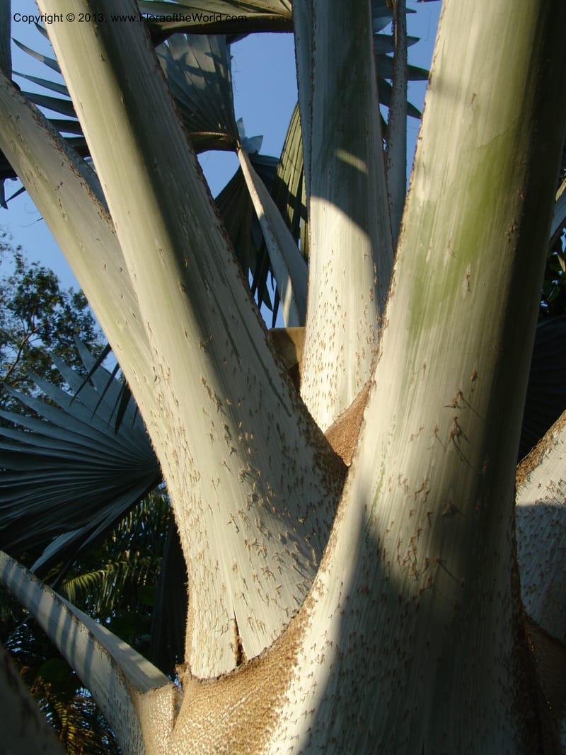 Bismarckia nobilis--Tanzania. Karimjee Bot. Gard., Dar-es-Salaam. 15 Jul 04. 066.jpg