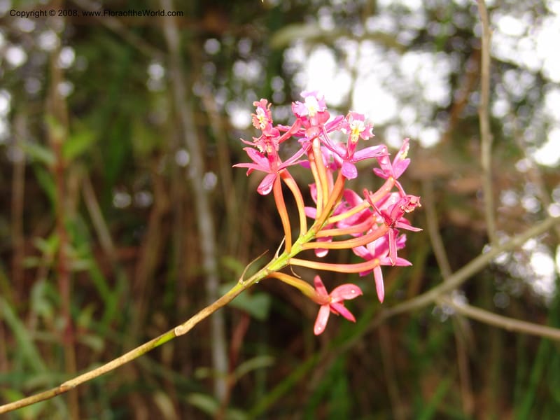 Epidendrum secundum--Peru. Macchu Pichu. 23 Oct 07. 256.jpg