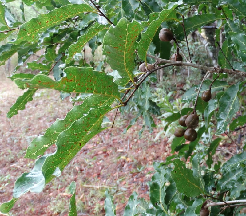 Lepidocupania globosa, Lowry, P 7404--New Caledonia. Creek Hervouet. 19 Nov 2015. DSC03817 (94).JPG