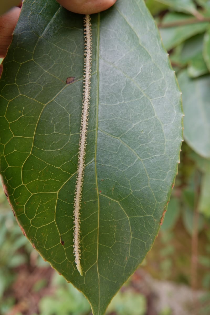 Piper bonii, D. Boufford 44107--China. Yunnan. Lao jun Shan. 30 Apr 2018. DSC00424 (402).JPG