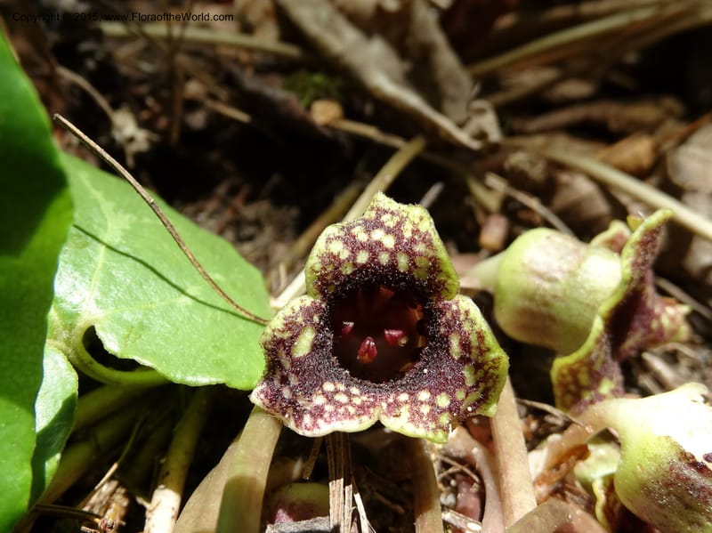 Asarum minus, Davidson, C 13010--Tennessee. Greene Co. Paint Rock, Paint Cr. 15 May 2016 (35).JPG